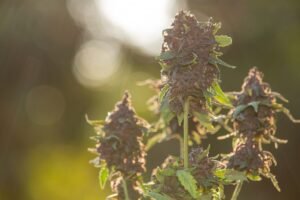 Best Delta-9 THC