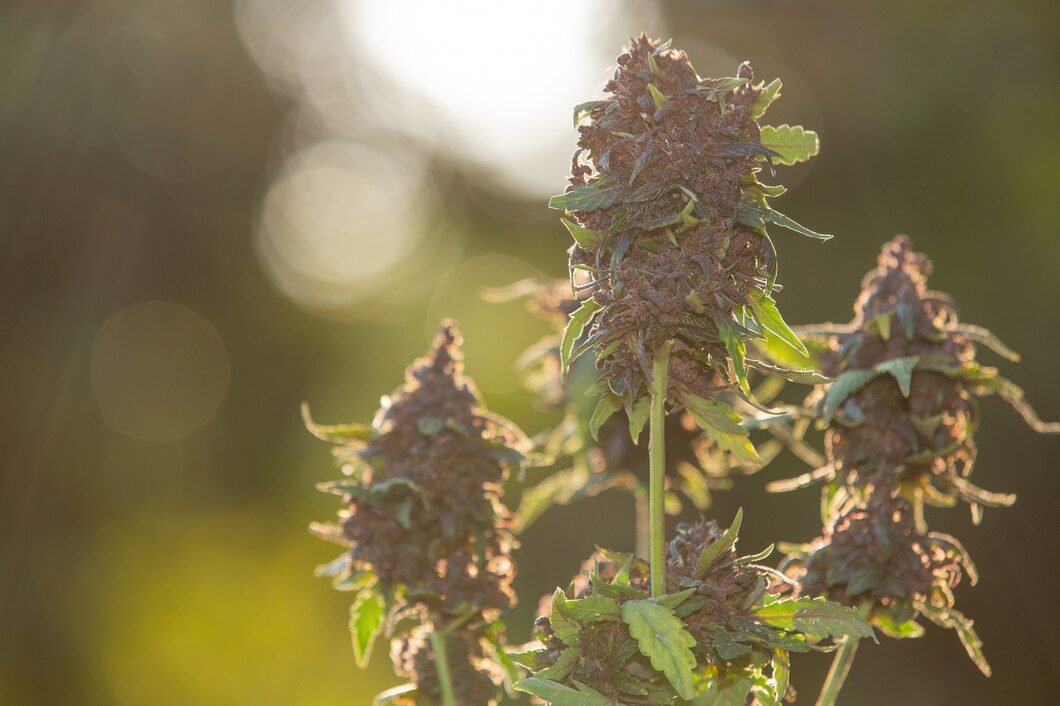 Best Delta-9 THC