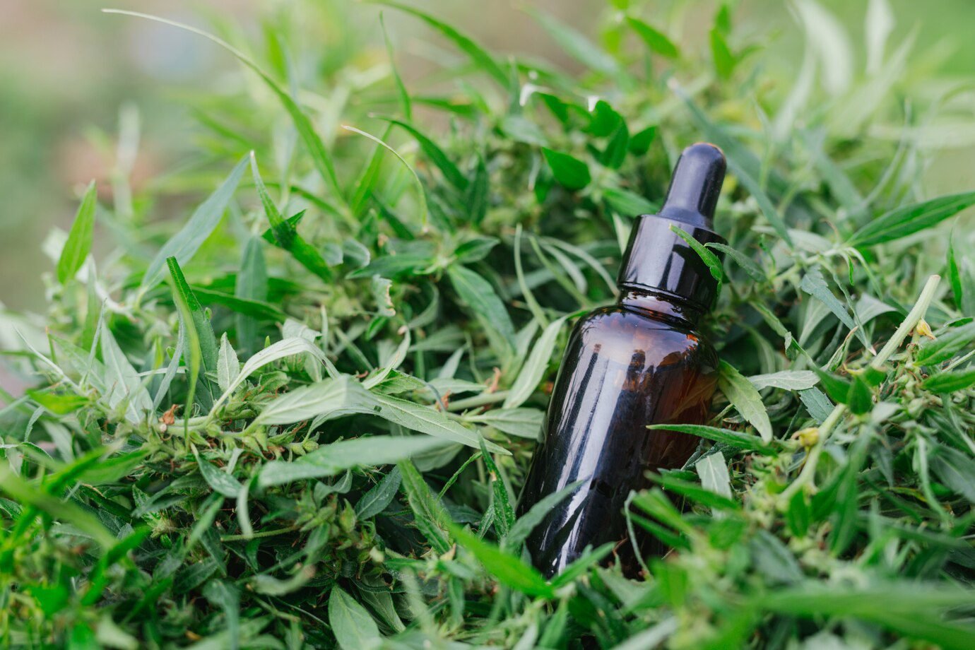 Everything You Need to Know: CBD, THCA, and Hemp FAQ