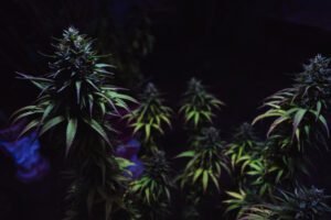 Gelonade THCA Strain