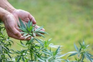 Top THCA Flower Strains