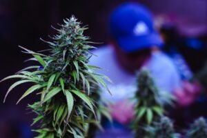 Top Crumble Strains