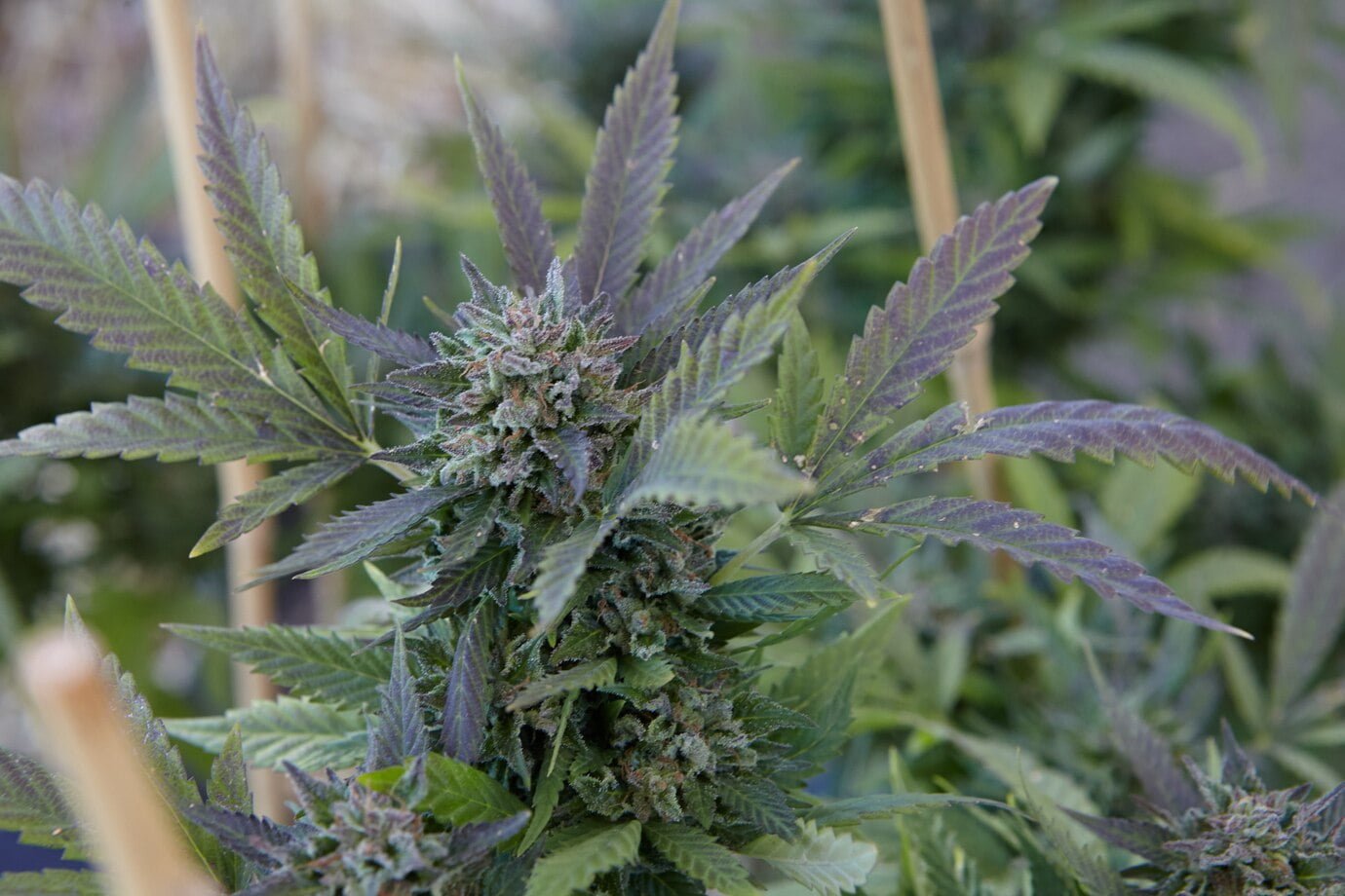 Different Types of Delta 8 THC: Sativa, Indica, and Hybrid 1 Different Types of Delta 8 THC: Sativa, Indica, and Hybrid