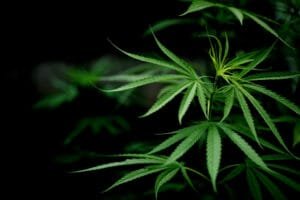 Cannabis News of 2024