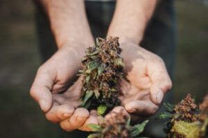 Cannabis: Guide on How to Use It