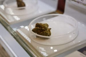 Cannabinoid-Enriched Cannabis
