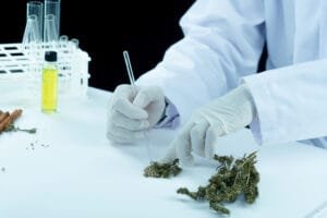 the Role of Terpenes in CBD Products