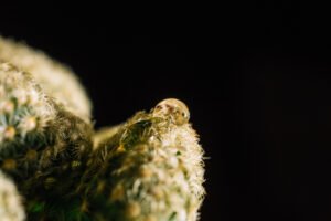 Cannabinol (CBN)