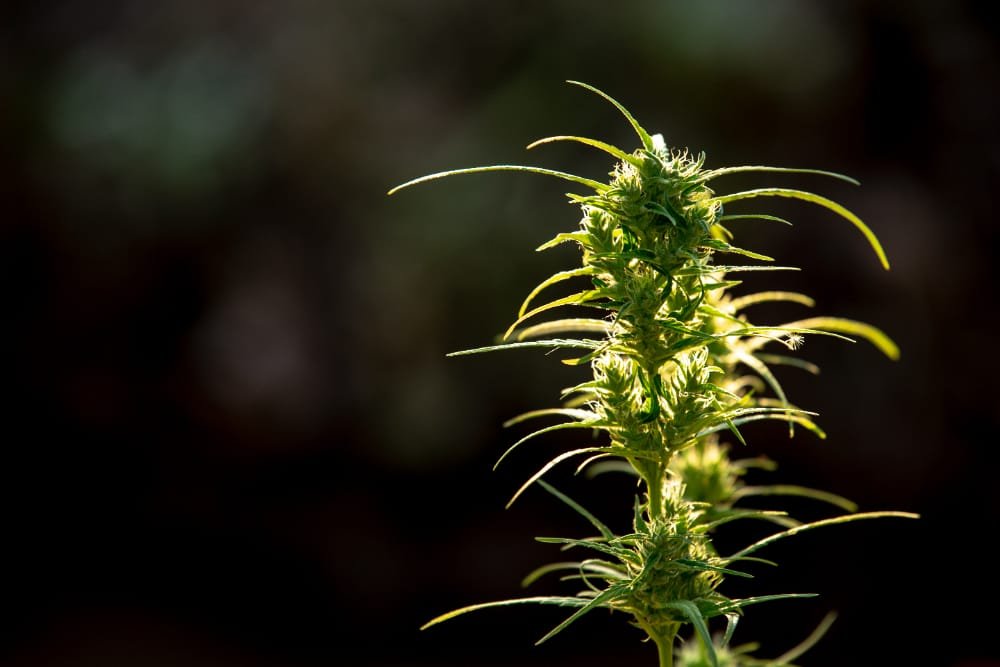 Impact of CBD Hemp on Pain Management