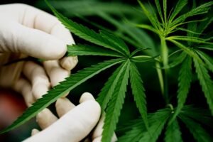 The Future of Cannabis Legalization in the US: What to Expect