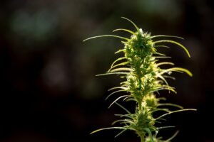 Is Marijuana Addictive? Unpacking the Truth About Cannabis and Dependence