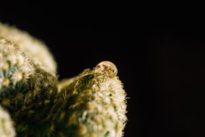 Crumble THC Dabbing as a Consumption Method: A Potent and Flavorful Experience