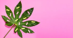 Sherbet Strain: Describing its Sweet and Fruity Notes