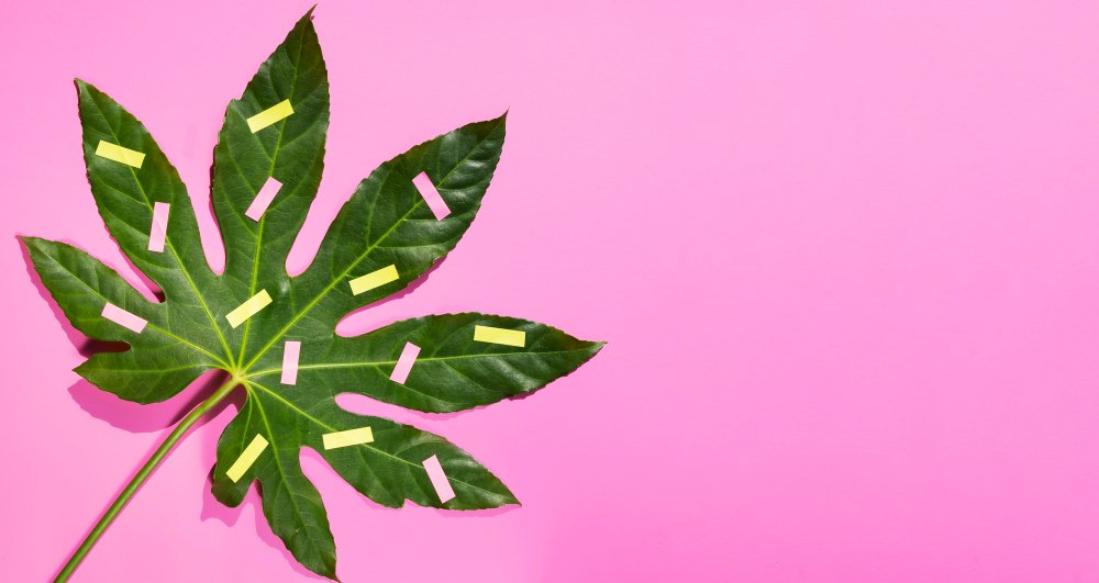 Sherbet Strain: Describing its Sweet and Fruity Notes