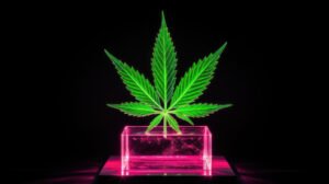 Pineapple Express THCA: A Deep Dive into the Tropical Powerhouse