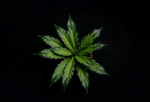 Sativa vs Indica Edibles: Exploring the Science Behind the Perceived Differences