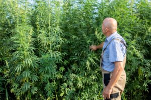 Gelato Weed Origins and History: From Bay Area Breeders to Global Icon