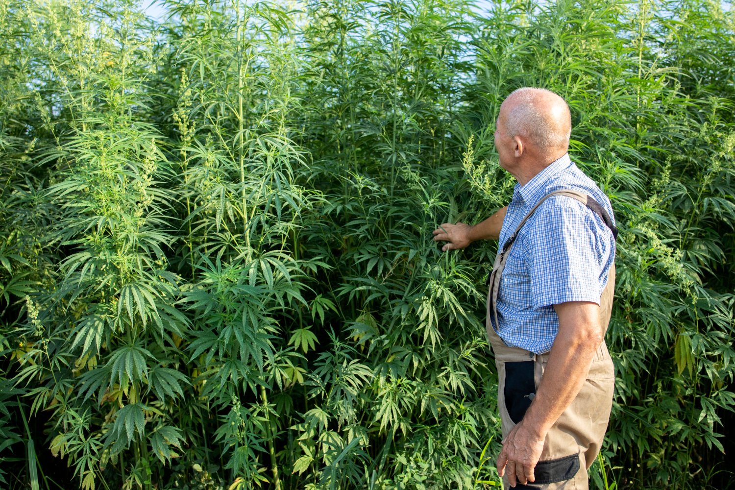 Gelato Weed Origins and History: From Bay Area Breeders to Global Icon