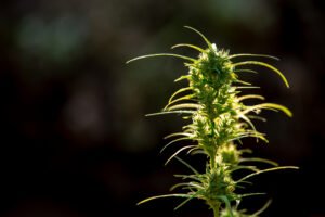 Best Delta 8 Flower: Comparing Potency Levels Across Brands