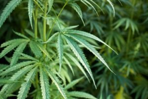 Broad-Spectrum CBD Benefits: Compared to CBD Isolate