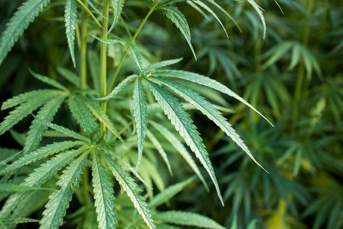 Broad-Spectrum CBD Benefits: Compared to CBD Isolate