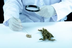 Crumble Strains Understanding the Unique Texture and Potency