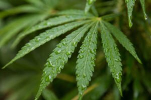Gelato Strain THC Levels: How Potent Is It?